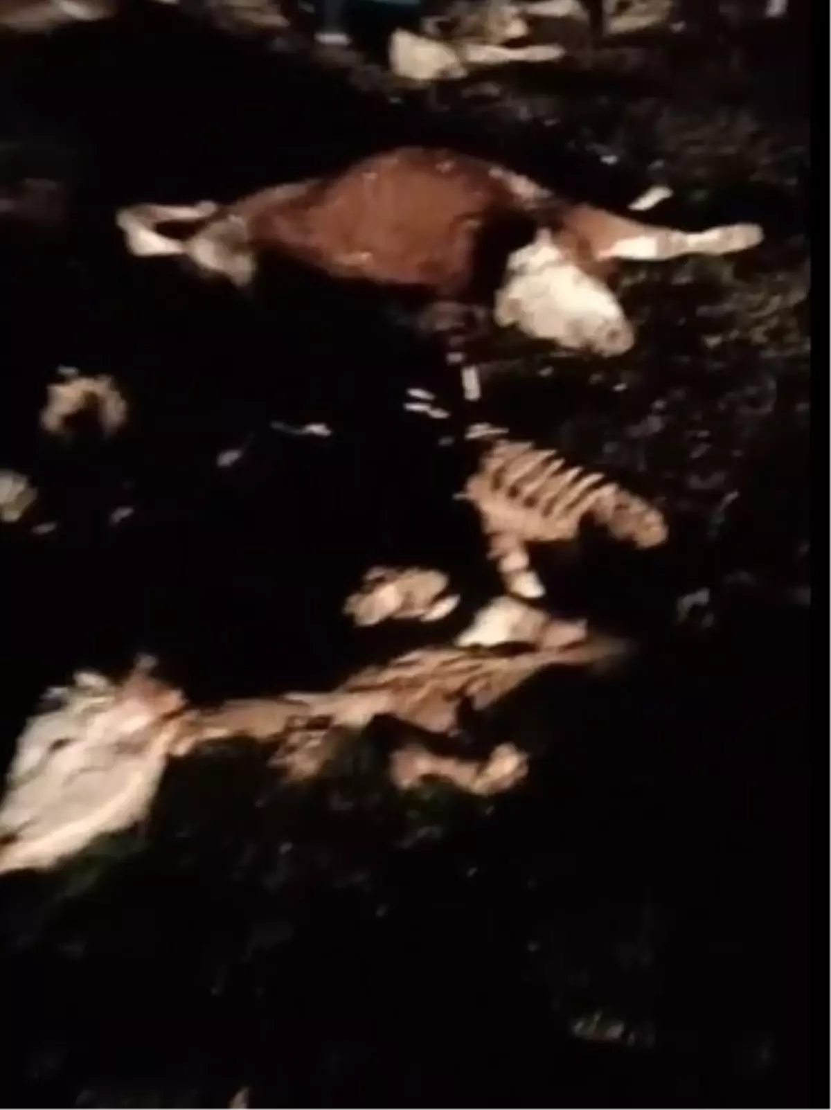 Kırşehir\'de 13 Ölü Hayvan Bulundu