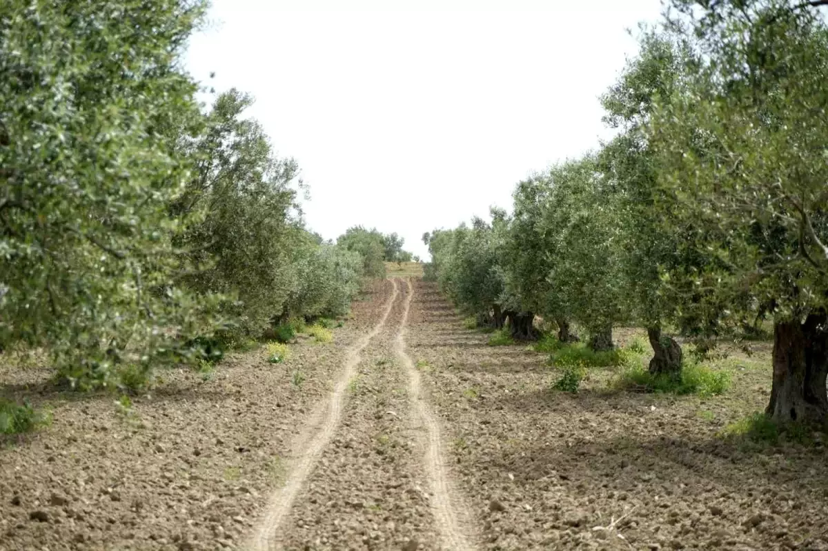 Zeytin Halkalı Leke Hastalığı Riski Arttı