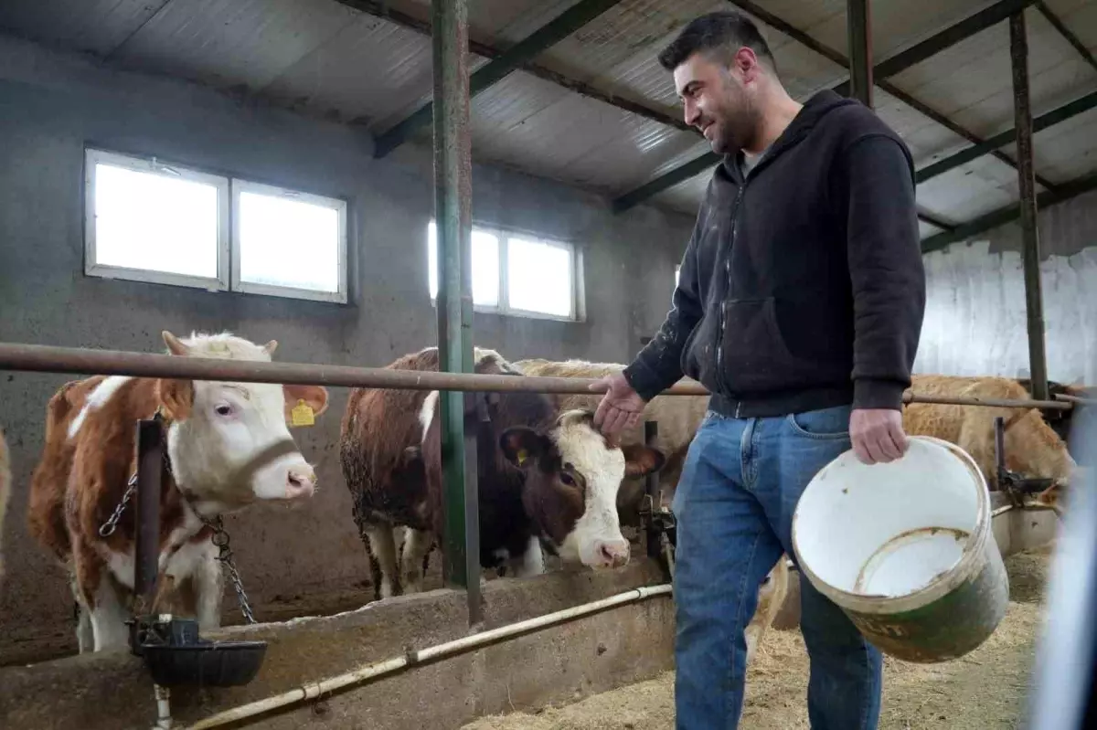 Bayburt\'ta Hayvancılığa Yem Desteği