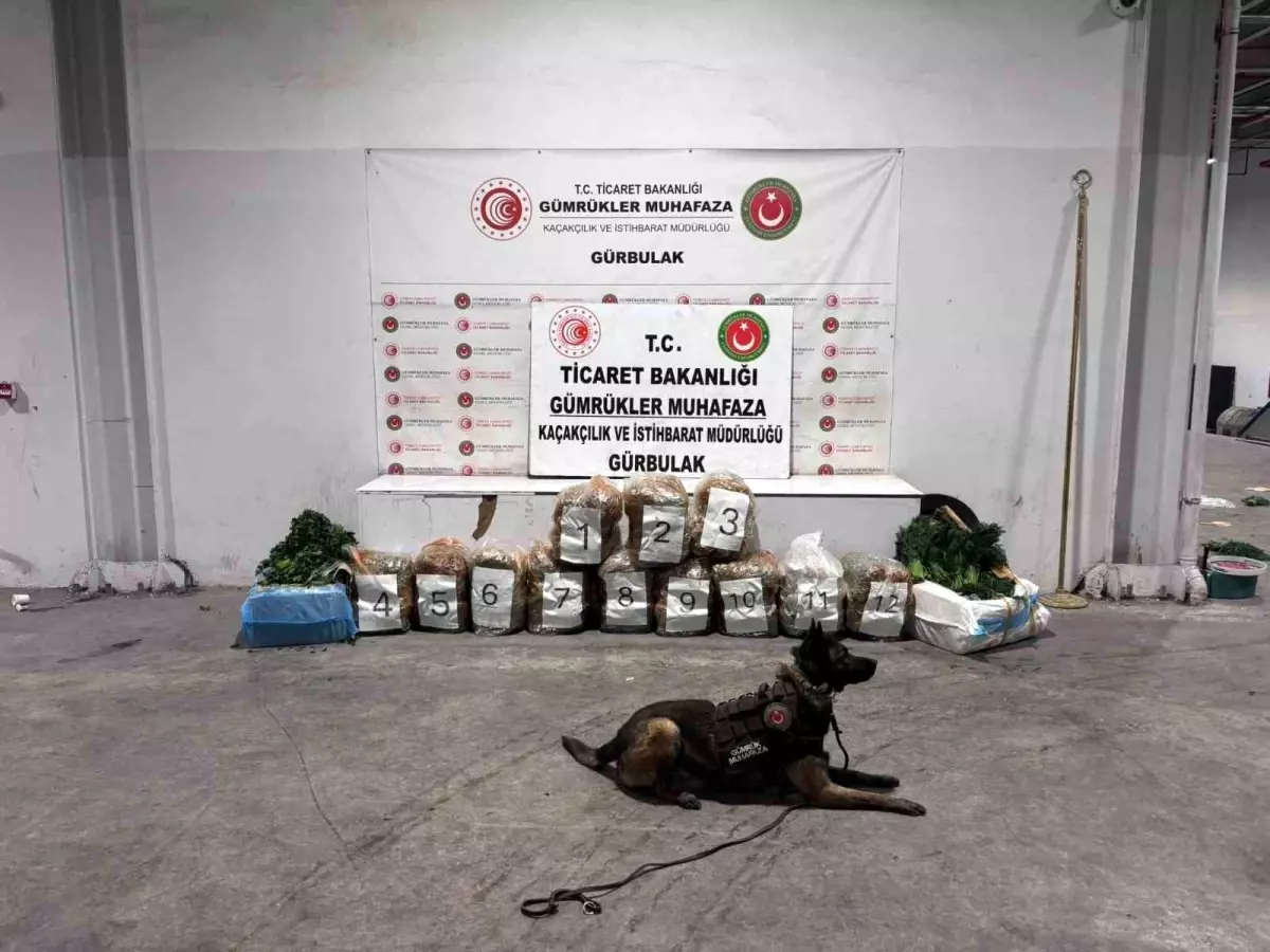 Gürbulak\'ta Esrar Yakalandı