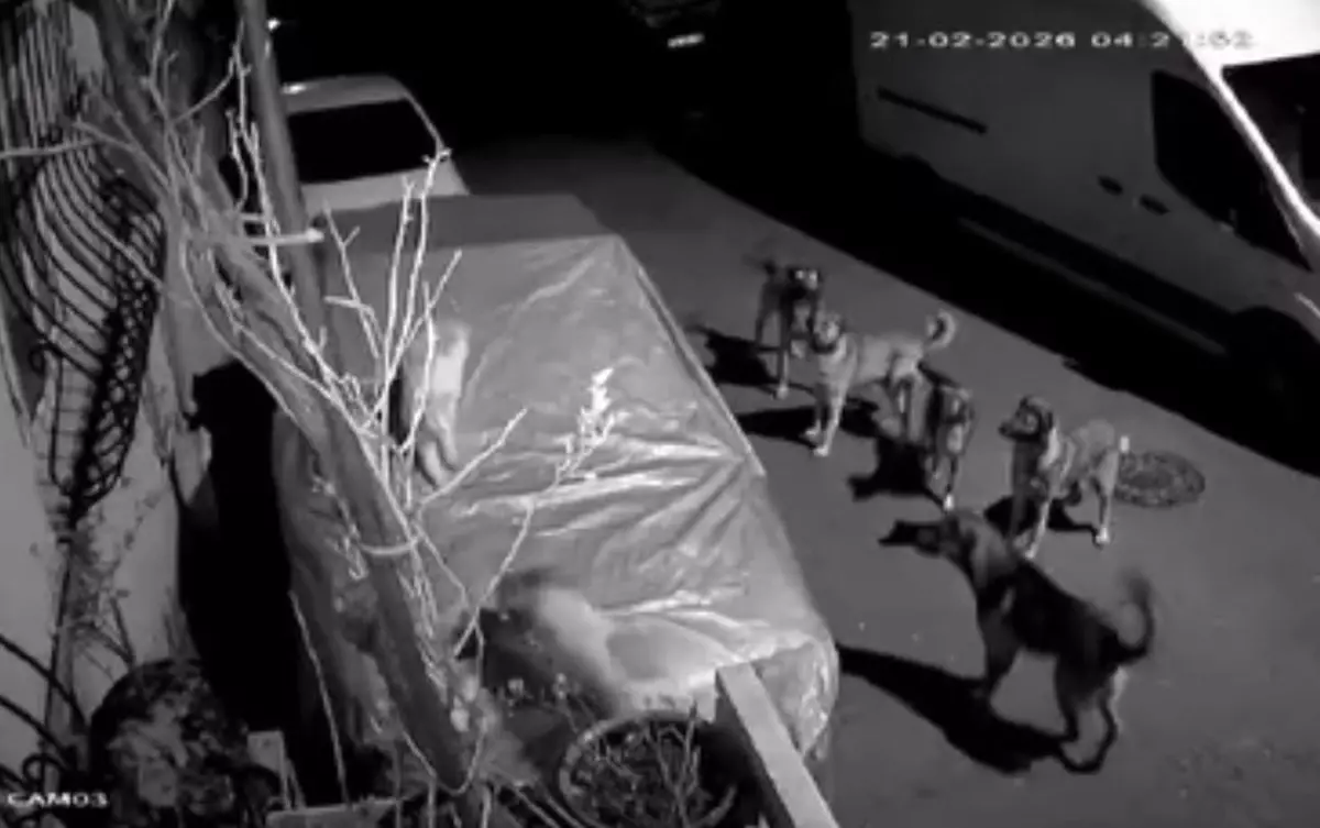 Başakşehir\'de Kedi Köpek Saldırısında Hayatını Kaybetti