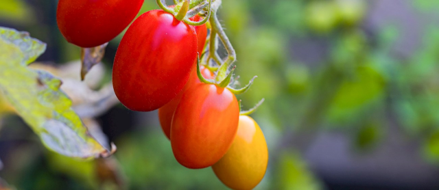 Bir ilçemizin domatesi dünyanın en iyileri arasına girdi