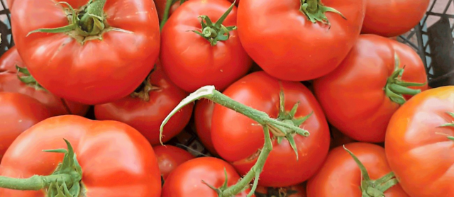Bir ilçemizin domatesi dünyanın en iyileri arasına girdi