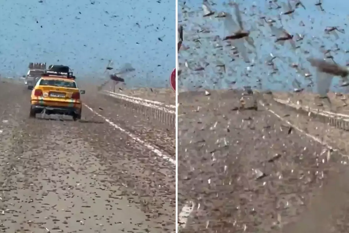 Kıyamet alameti gibi! Dev çekirge sürüsü otoyolu istila etti