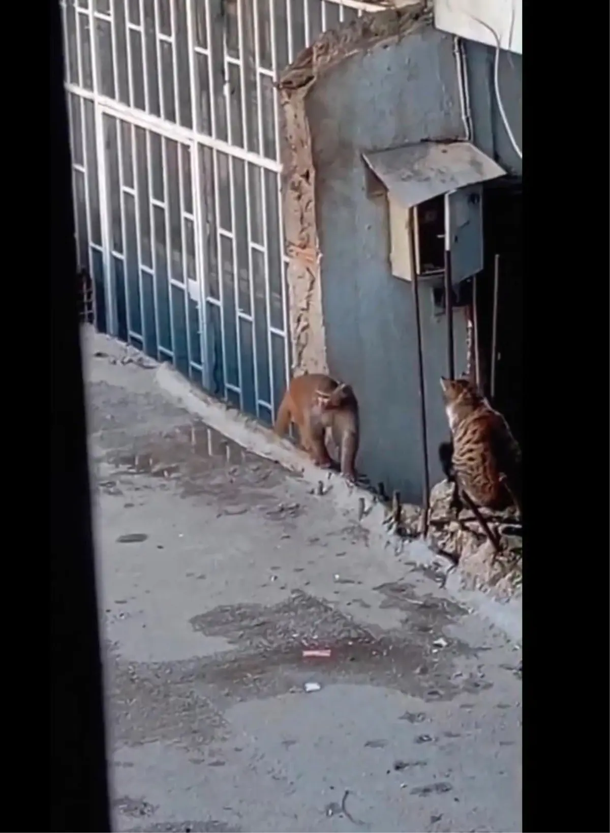 Fikirtepe\'de Yasaklı Rhesus Maymunu Yakalandı