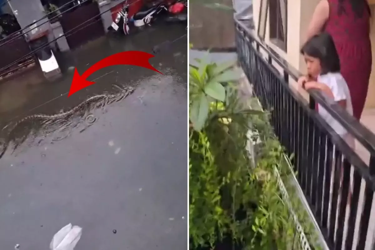 Halk diken üstünde! Sokakta 5 metrelik pitonlar görülmeye başladı