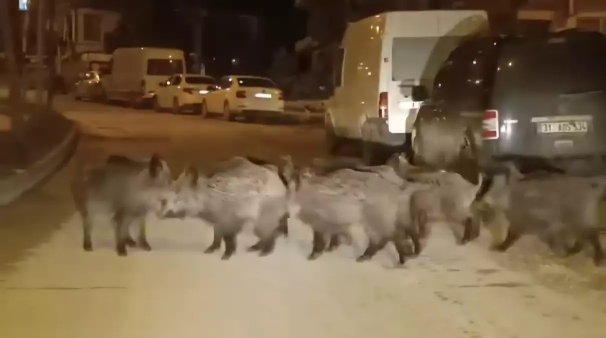 Yaban Domuzu Sürüsü Yerleşim Yerine İndi