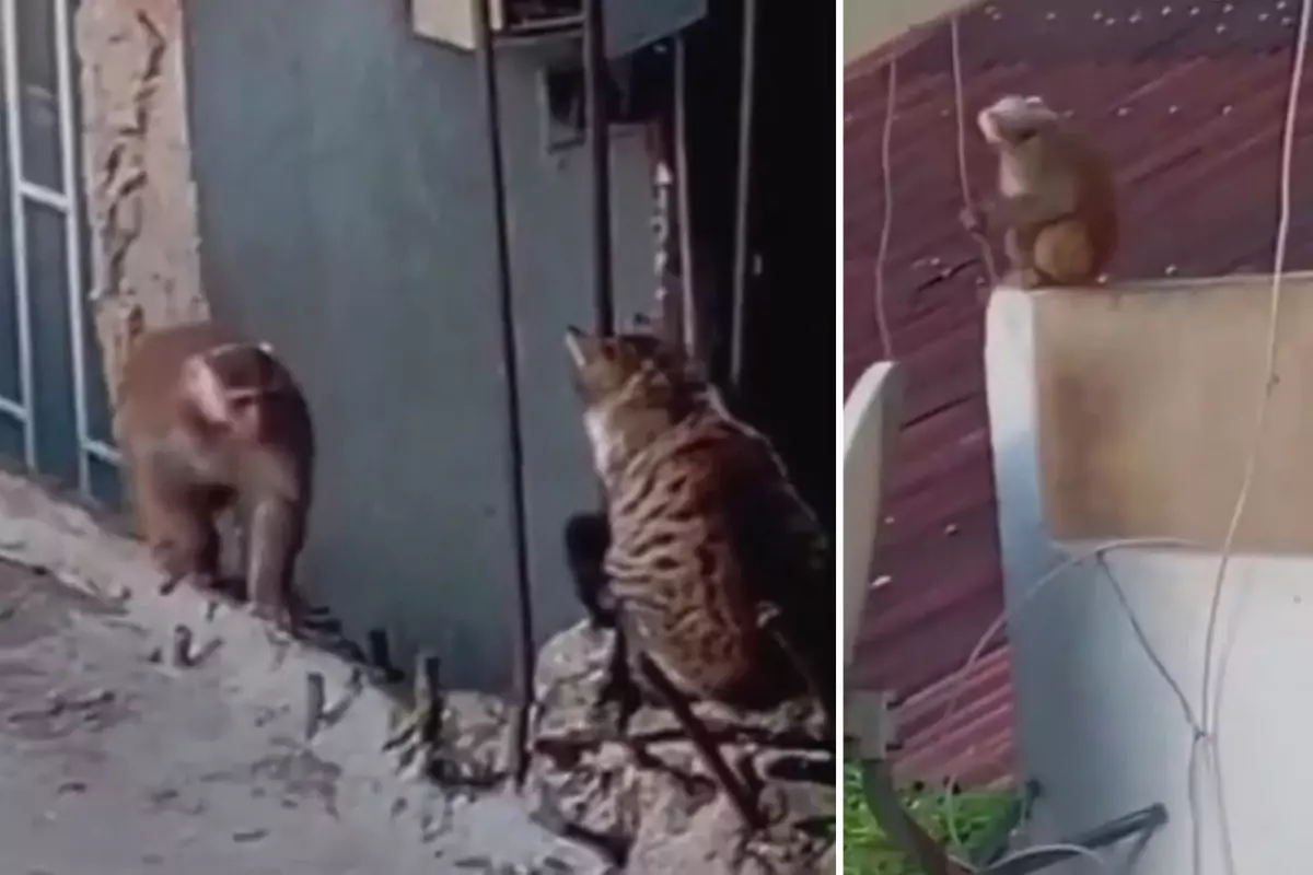 İstanbul\'da çatıdan çatıya atlayan maymun ortalığı birbirine kattı