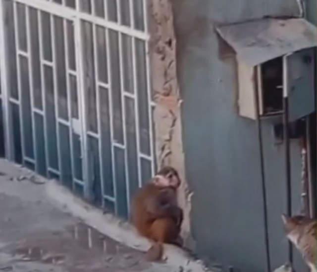 İstanbul'da çatıdan çatıya atlayan maymun ortalığı birbirine kattı