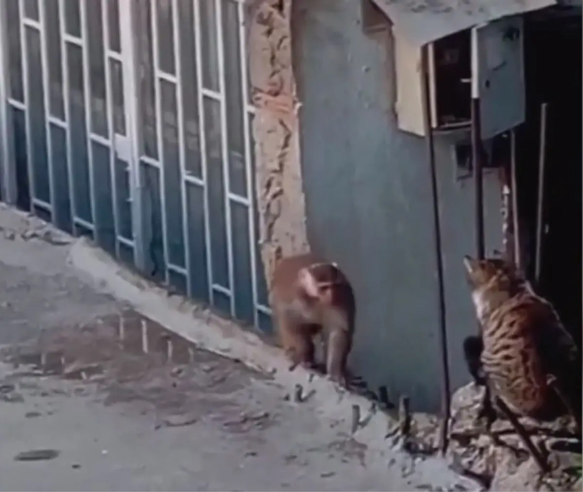 Kadıköy\'de İzinsiz Maymun Kaçtı