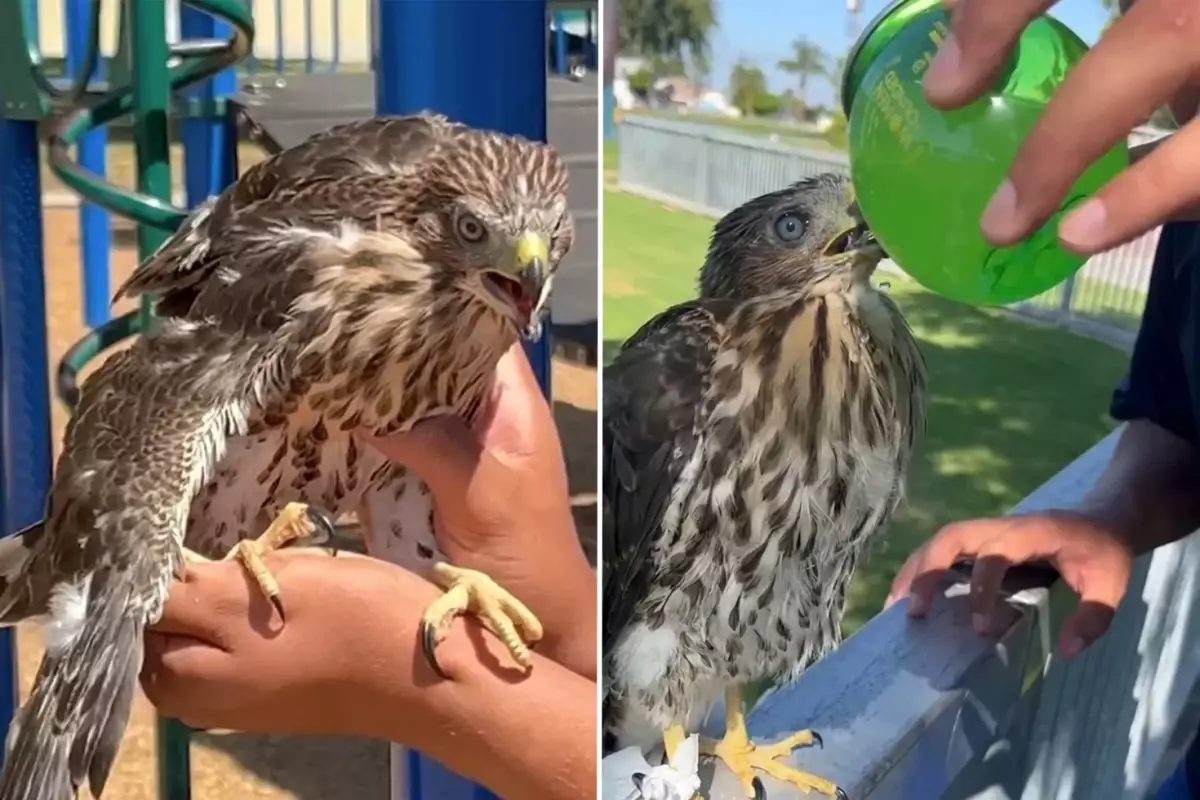 Koruma altındaki şahine içki içiren genç, cezadan kaçamadı