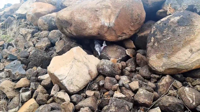 Şanlıurfa'da volkanik bazalt taşlarının altında cephanelik ele geçirildi: 8 gözaltı Şanlıurfa'da volkanik bazalt taşlarının altında cephanelik ele geçirildi: 8 gözaltı