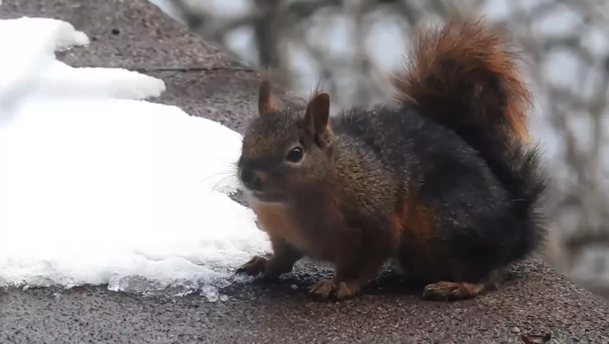 Uludağ\'da Sincap Su İhtiyacını Kar ile Karşılıyor