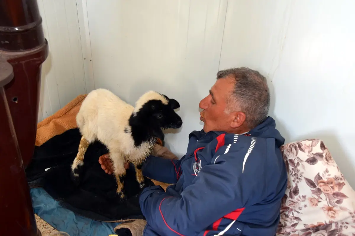 Kuzuya Bebek Gibi Bakıyor