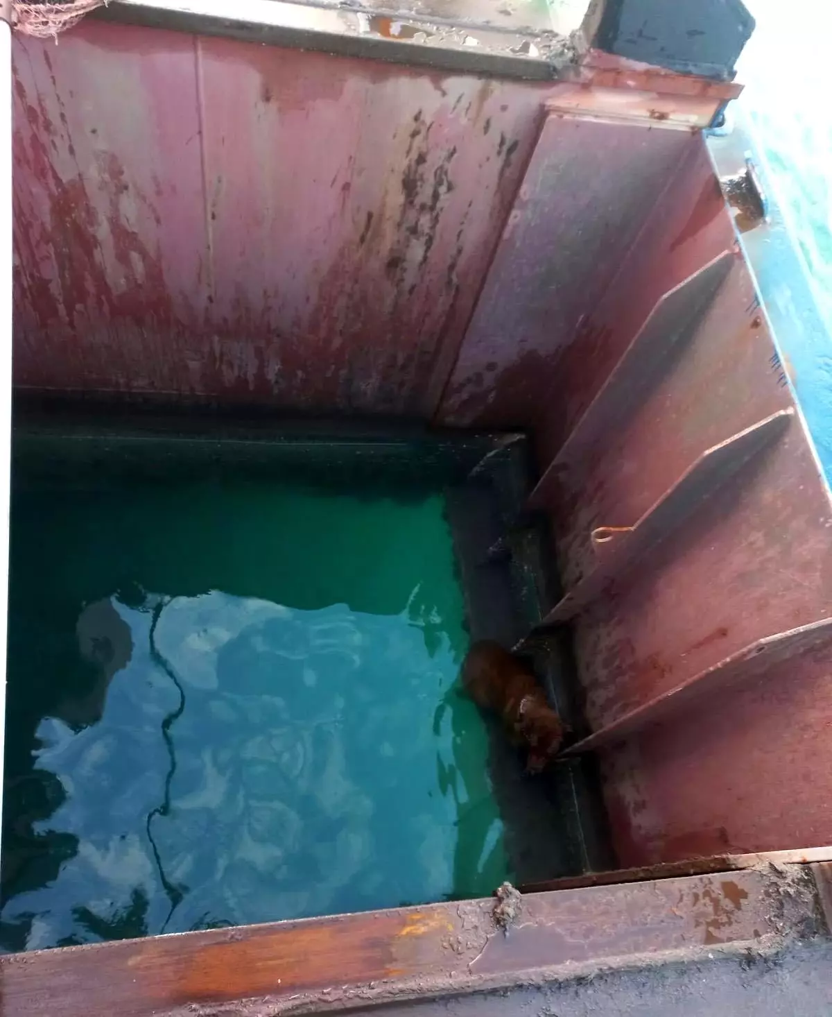 Hatay\'da Mahsur Kalan Köpek Kurtarıldı