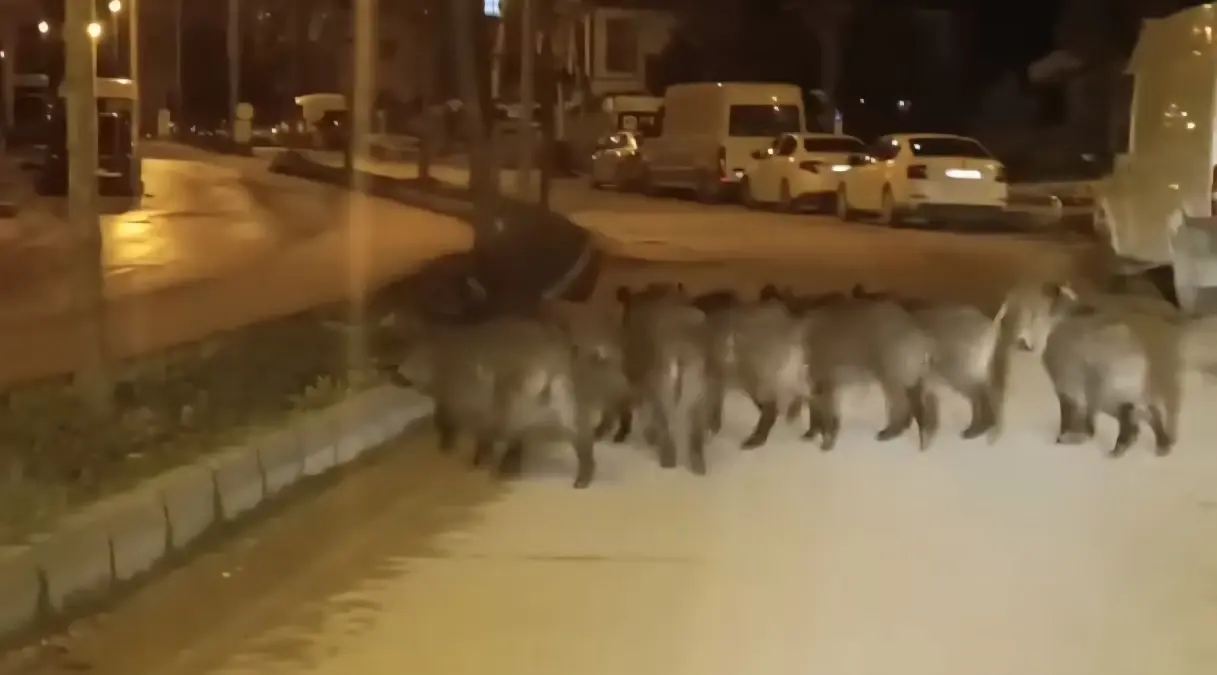 Hatay\'da yaban domuzu sürüsü yerleşim yerine indi