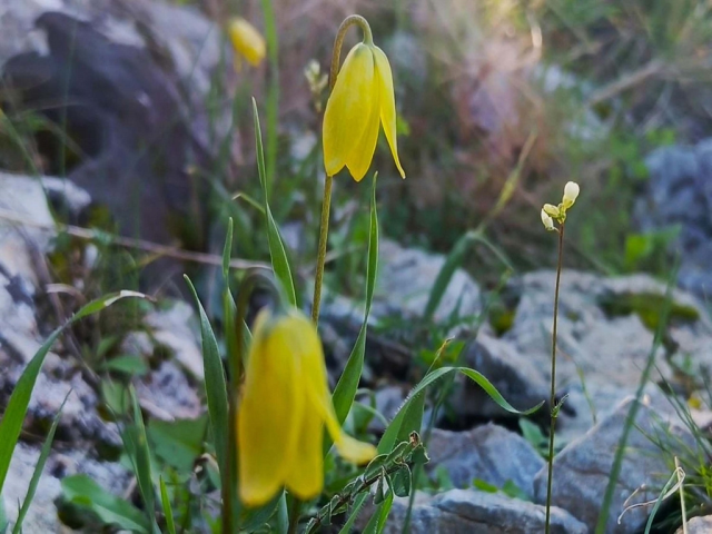 Kuşadası'nda 'ağlayan gelinler' çiçek açmaya başladı Kuşadası'nda 'ağlayan gelinler' çiçek açmaya başladı