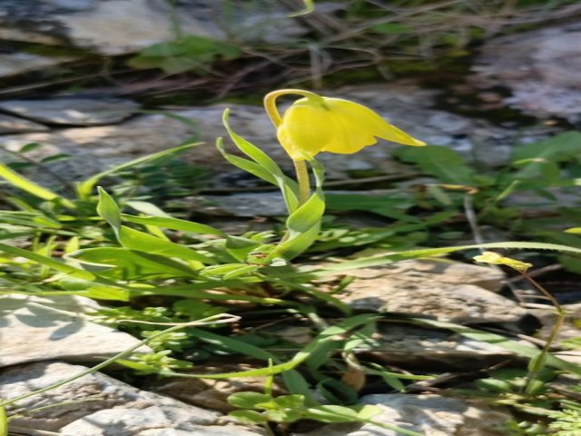 Kuşadası'nda 'ağlayan gelinler' çiçek açmaya başladı Kuşadası'nda 'ağlayan gelinler' çiçek açmaya başladı