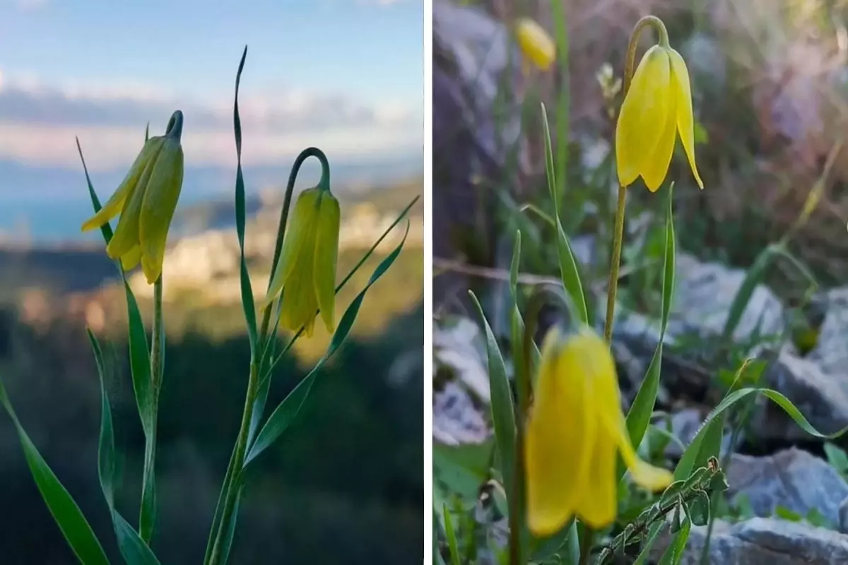 Kuşadası\'nda "ağlayan gelinler" çiçek açmaya başladı