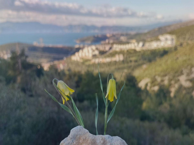 Kuşadası'nda 'ağlayan gelinler' çiçek açmaya başladı Kuşadası'nda 'ağlayan gelinler' çiçek açmaya başladı