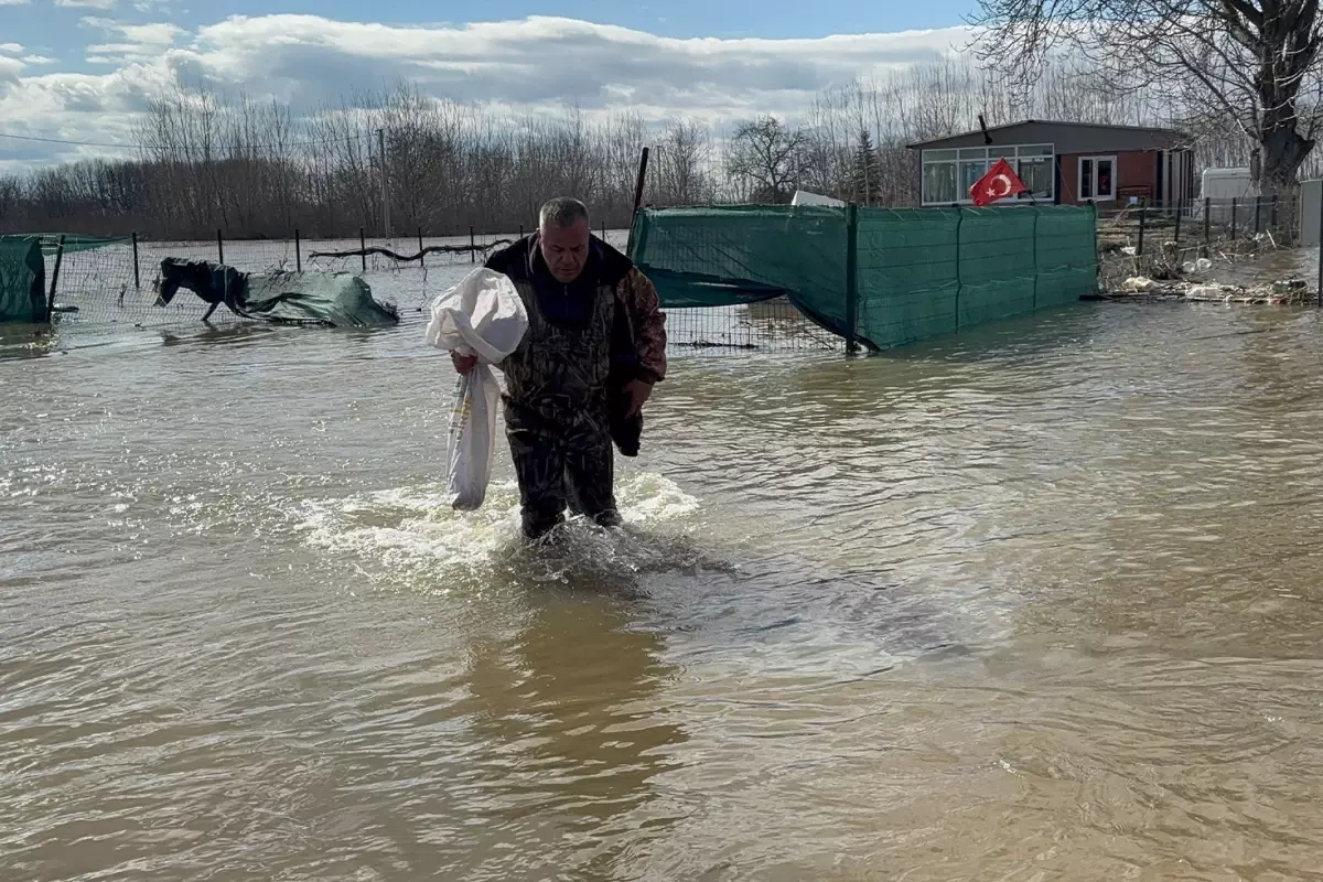 Meriç Nehri taştı, çuvalını kapan tarlada sazan topladı