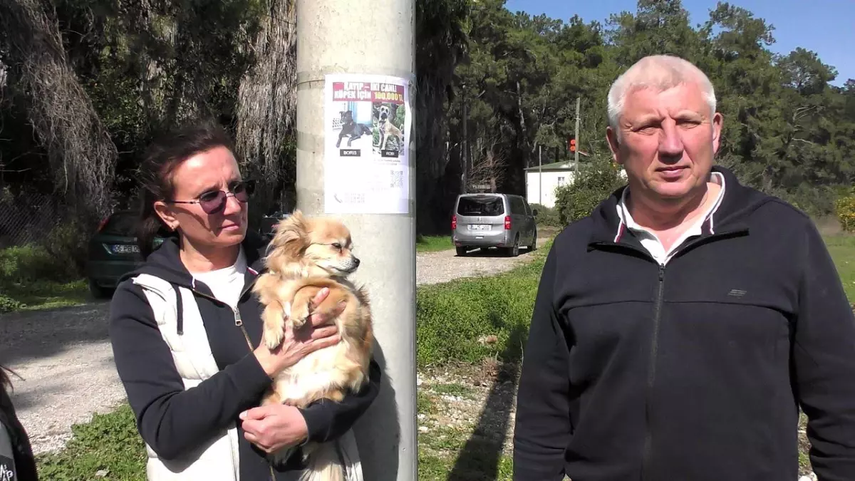 Kayıp Köpekler İçin Ödül Avı