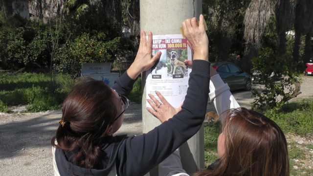 Rus sahipleri, kaybolan köpeklerini sokak sokak arıyor: Canlı bulana 100 bin, ölü bulana 10 bin ödül Rus sahipleri, kaybolan köpeklerini sokak sokak arıyor: Canlı bulana 100 bin, ölü bulana 10 bin ödül