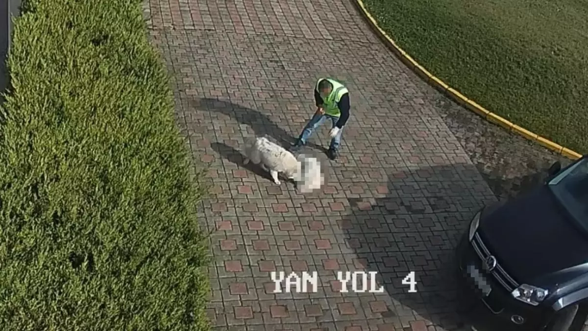 Sakarya\'da Köpek Ölümü Üzerine İnceleme