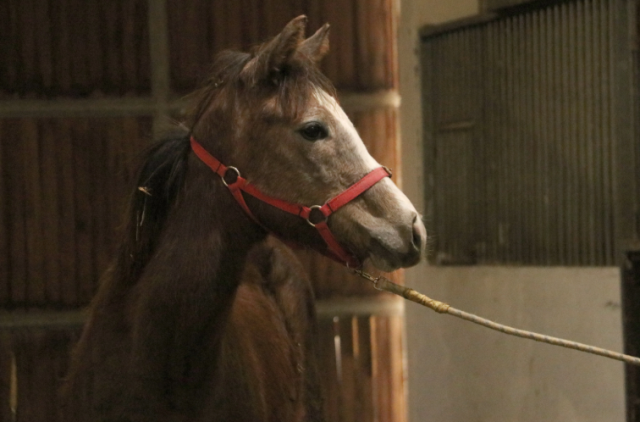 TMSF safkan İngiliz kısrağı ile tayını satışa çıkarıyor