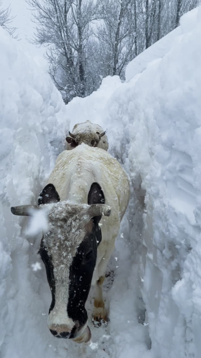Tunceli'de kar kalınlığı insan boyunu aştı Tunceli'de kar kalınlığı insan boyunu aştı