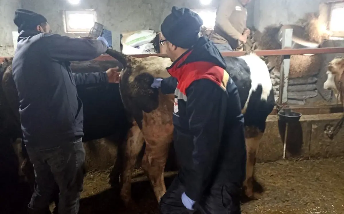 Beyşehir\'de Şap Hastalığıyla Mücadele