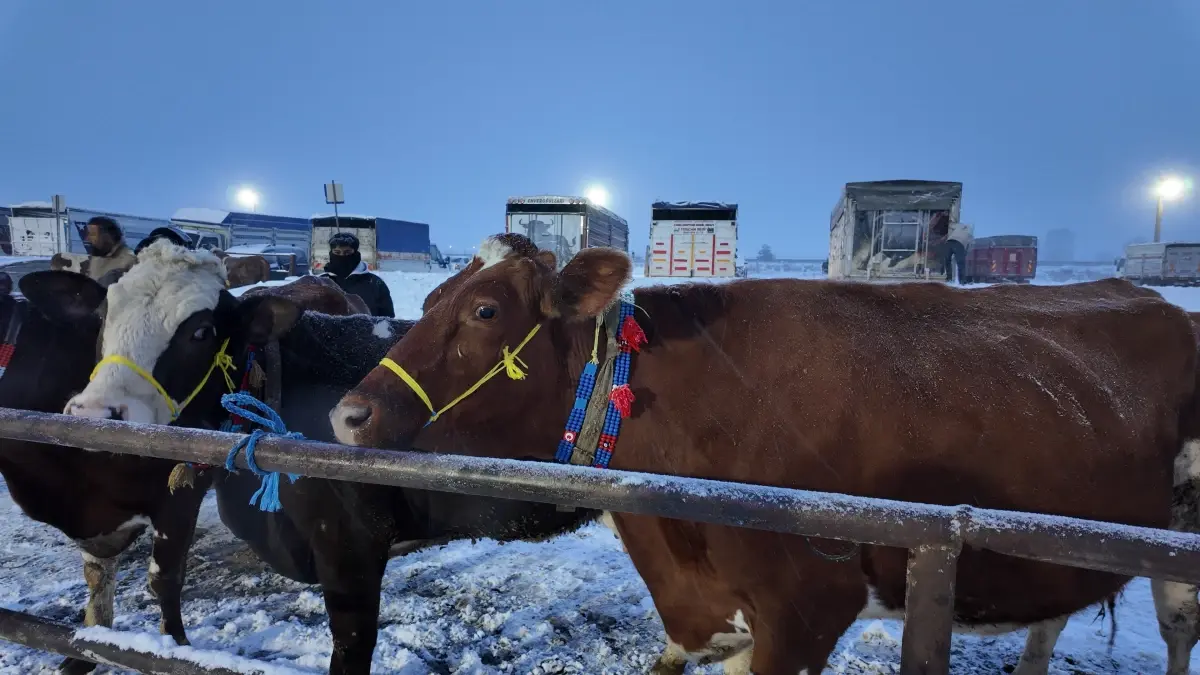 Şarkışla Hayvan Pazarı Soğuk Hava Nedeniyle Etkilendi