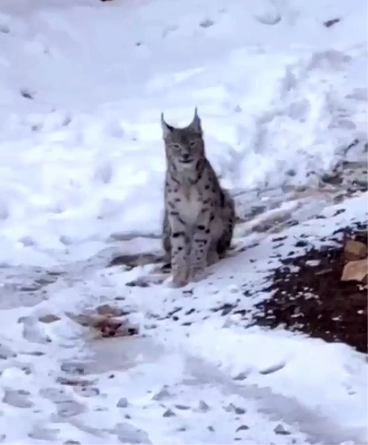 Vişak Gökçeler Köyü\'nde Görüntülendi