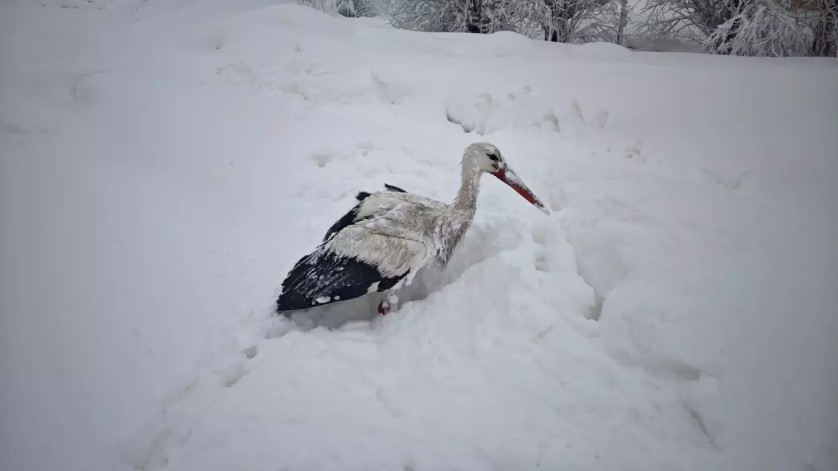 Yüksekova\'da Leylek Kurtarma