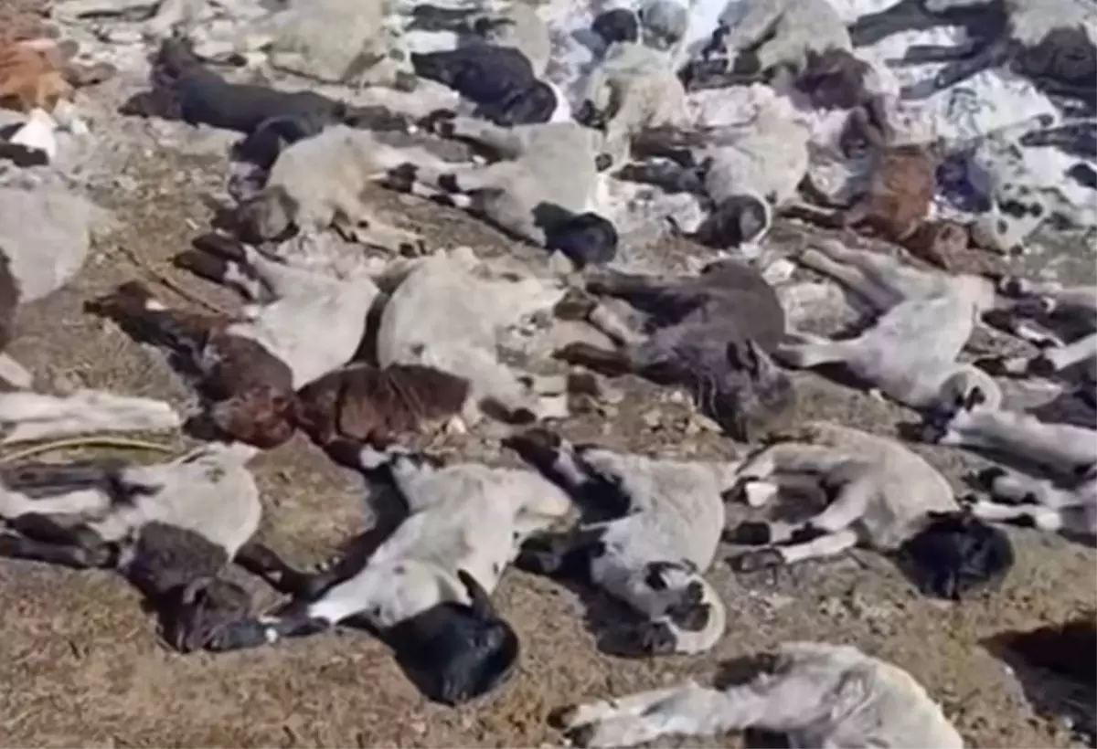 Başkale\'de Yangın: 68 Hayvan Telef Oldu