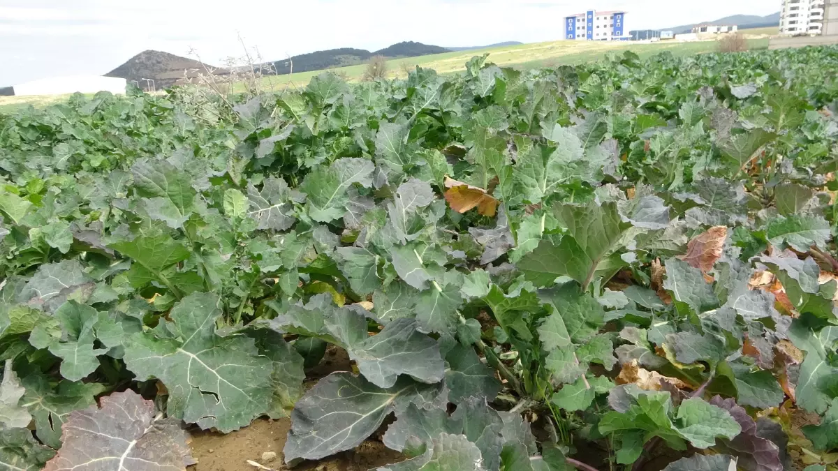 Tarımda Rekoltede Umut Var