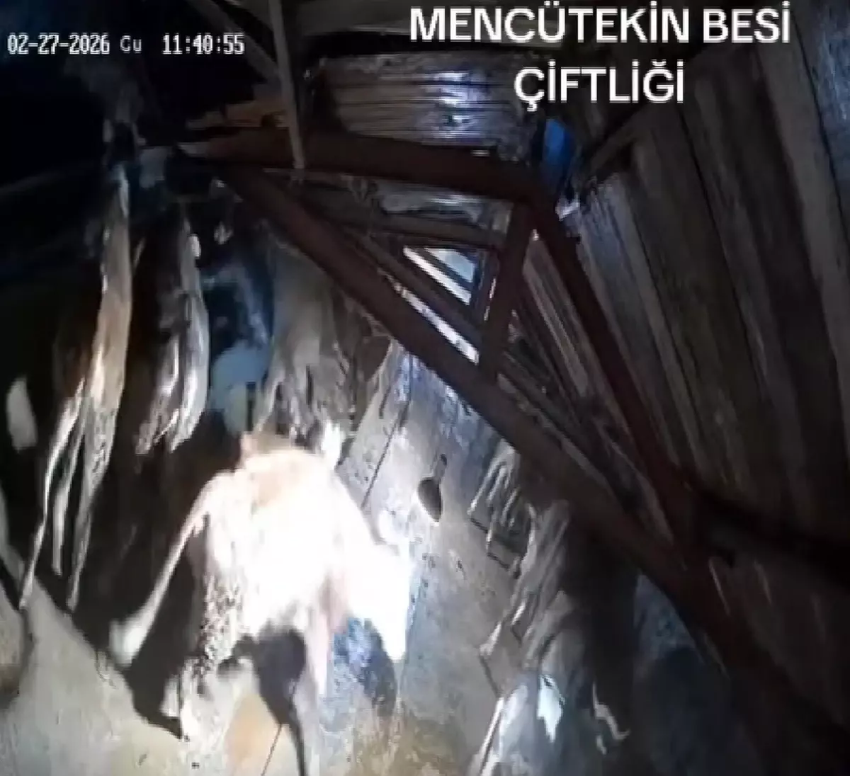 Kars\'ta Ahır Çöktü, Hayvanlar Kurtarıldı