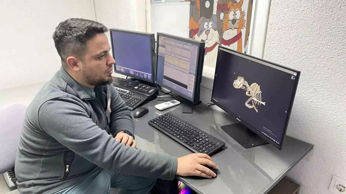 Zonguldak\'ta Sokak Köpeği Kanserden Kurtarıldı