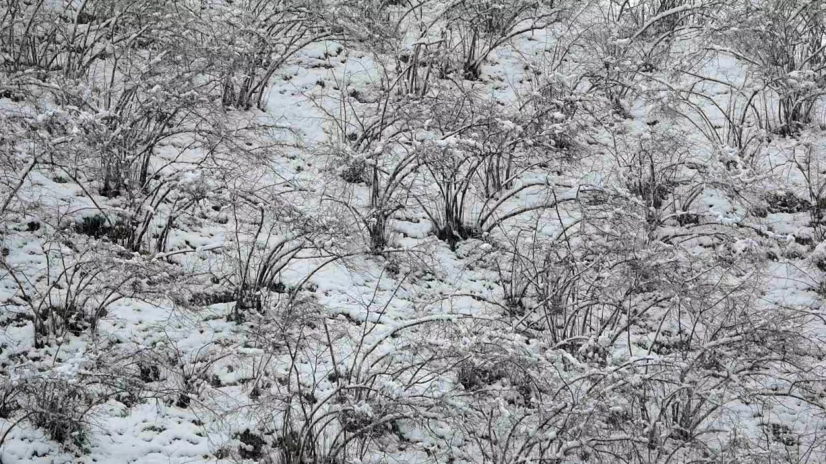 Ordu\'da Kar Yağışı Fındık için Yararlı Ama Risk Var