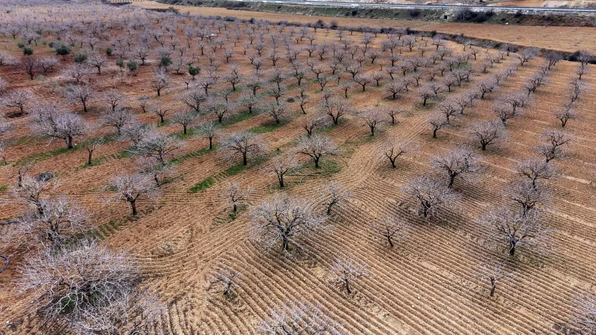 Antep Fıstığında Rekolte Artışı Bekleniyor