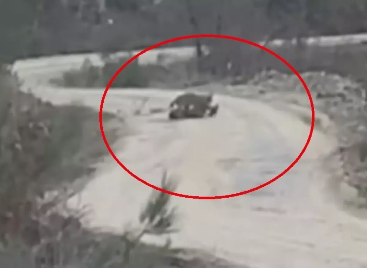 Vaşak, Yaralı Karacayı Yakaladı