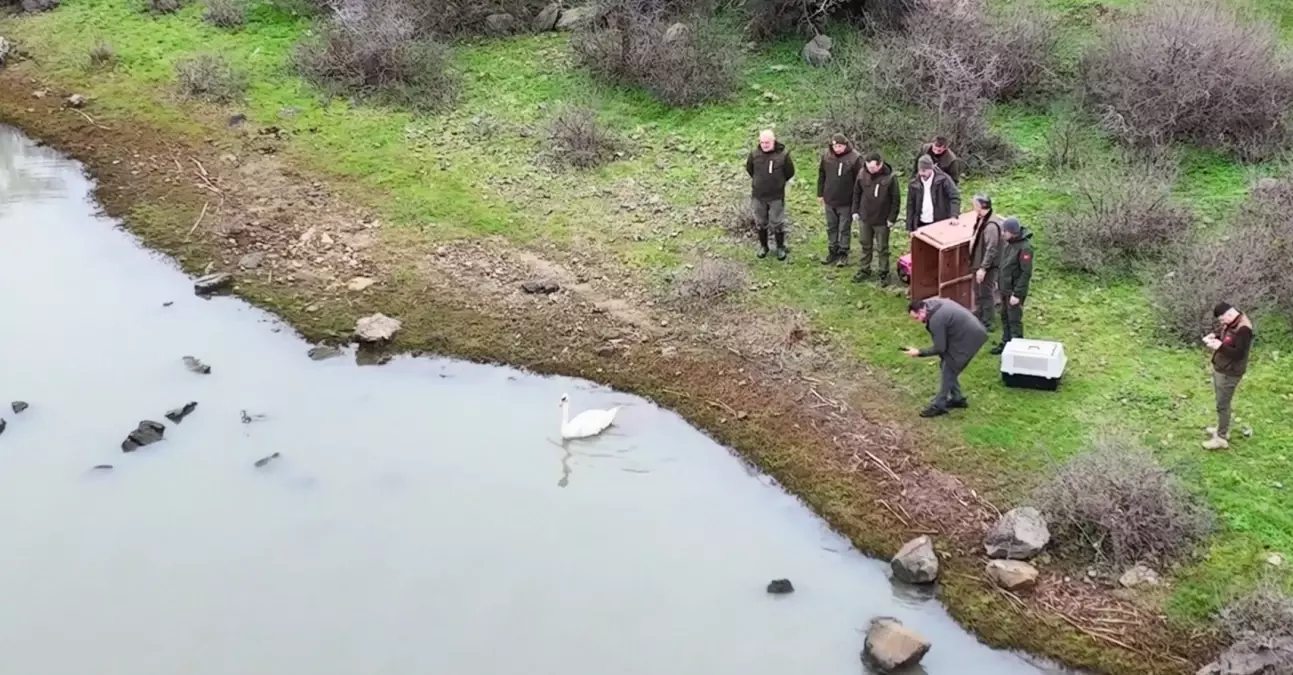 Tedavi Edilen Kuğu Gala Gölü\'ne Salındı