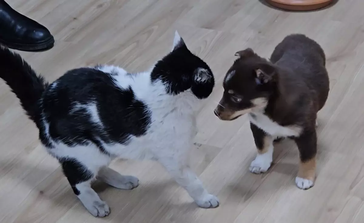 Göle\'de Belediye Başkanı\'nın Evlat Edindiği Mia ve Fındık