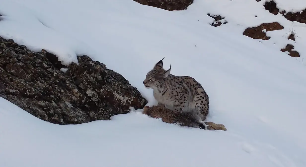 Erzincan\'da Vaşak Görüntülendi