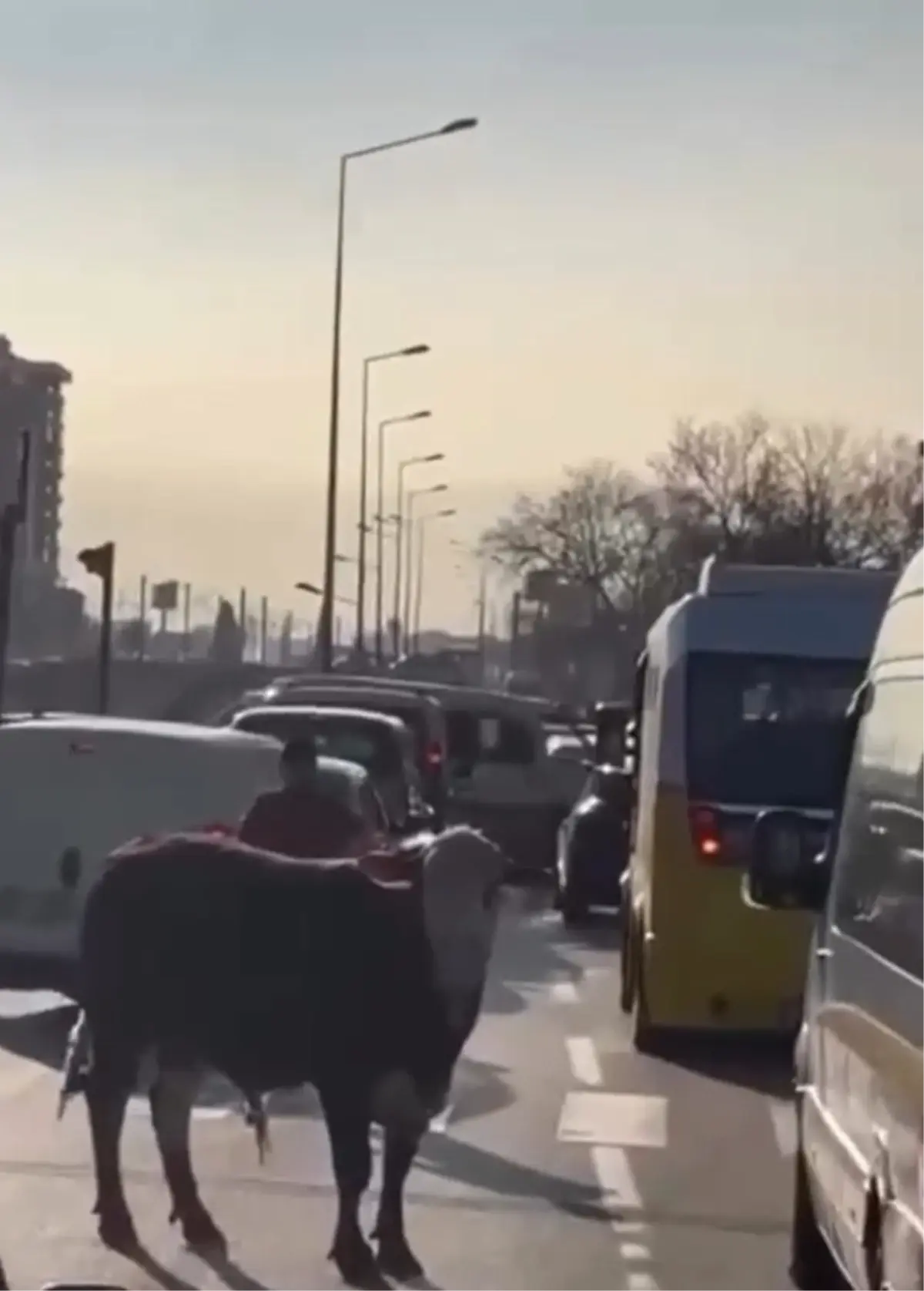 Boğa Trafiği Altüst Etti