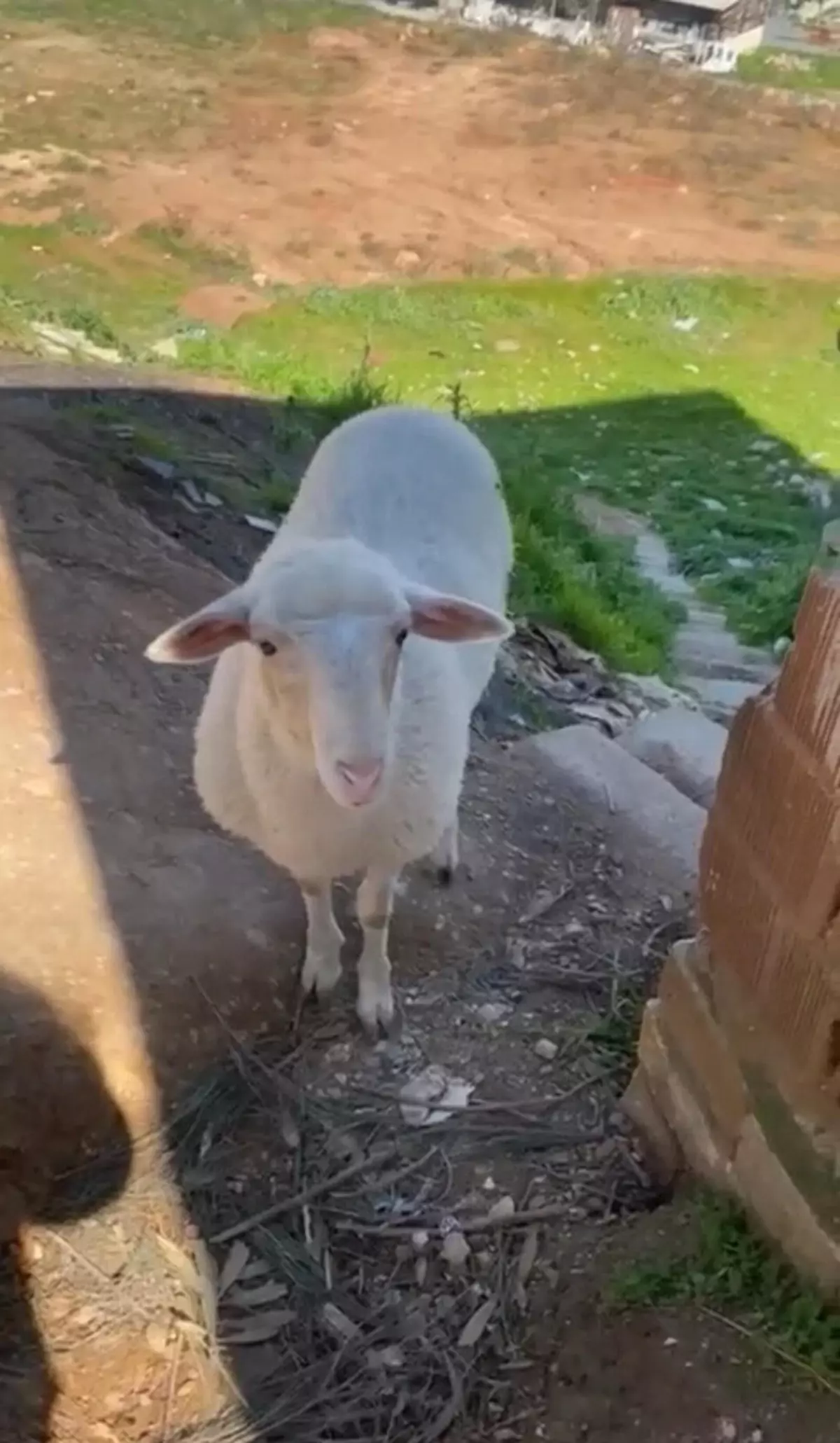 Kayıp Koyun Tarçın Bulundu