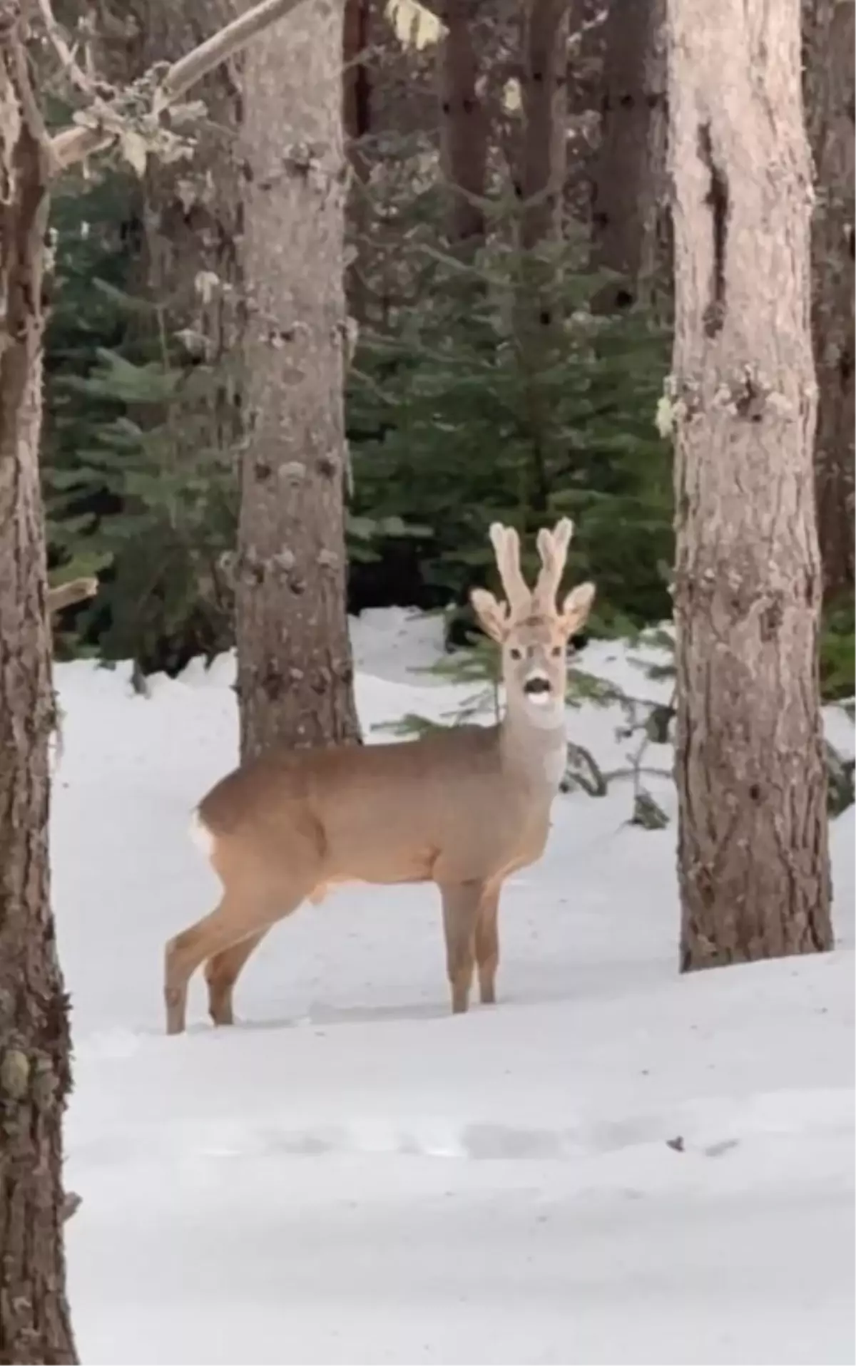 Bolu\'da Karaca Görüntülendi