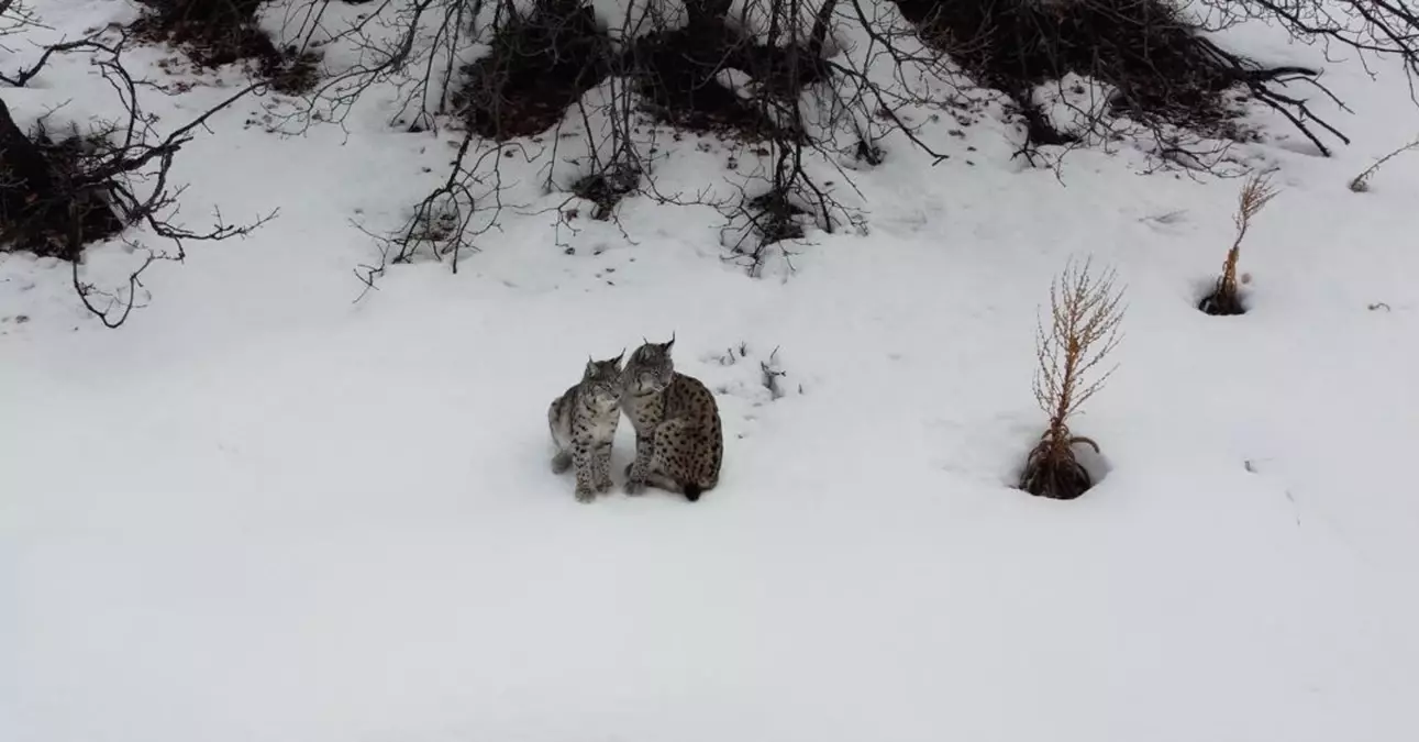 Erzincan\'da Vaşak Ailesi Görüntülendi