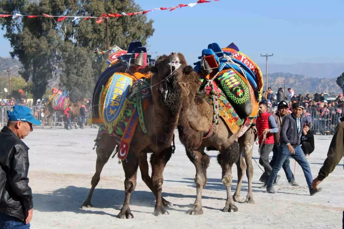 Deve Güreşleri İçin Yeni Kurallar