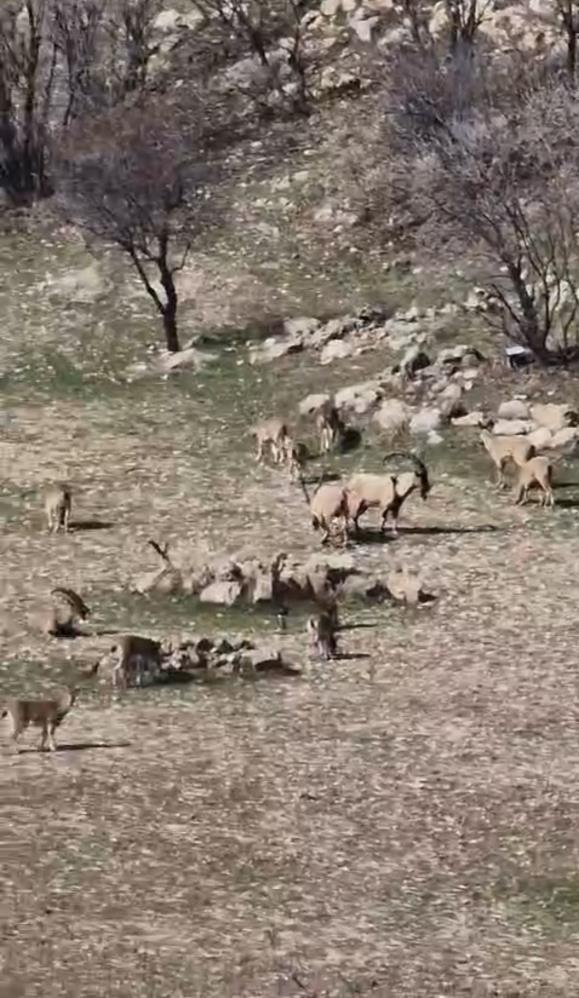 El sürmenin cezası 940 bin lira! Sürü halinde görüntülendiler